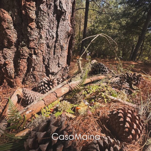 Camina sabiendo sin duda alguna con total  fé de saber q no estás solo q vas acompañado de la luz, de su energía, protección y sabiduría en cada paso que das....y q todo ello está a tu disposición....

Nos amo.... ❤️‍🩹✨🍄

#bosque #ritualesmagicos #sanacion #sanjosedelpacifico hongosmedicinales